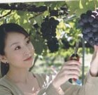 ぶどう狩り
一房600円(税込) 写真は「巨峰」
食べ放題はご相談