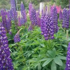 園内では他の花も見ることができます。