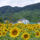平谷のシンボル「ひまわり」シーズンになると一面のひまわり畑が広がります。