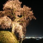 近くの一号古墳の上には、樹形が美しい「石塚の桜」もあります。