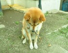 感謝いたします。 m(_ _)m
「おいしかった。」と手紙をいただいたり、翌年も足を運んでくださったりとそれを励みに頑張っています。