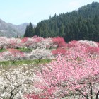 花桃4月下旬~5月中旬