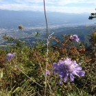 頂上付近には、マツムシソウも咲いていた。