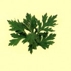 【ヨモギのワンポイントガイド】よもぎは古くから、ヨモギ餅、ヨモギ茶、又お風呂にいれて美容に利用していました。5月5日の端午の節句に、ヨモギを菖蒲と一緒に家の軒下に吊るして、家内中の無病息災を願う風習もありました。